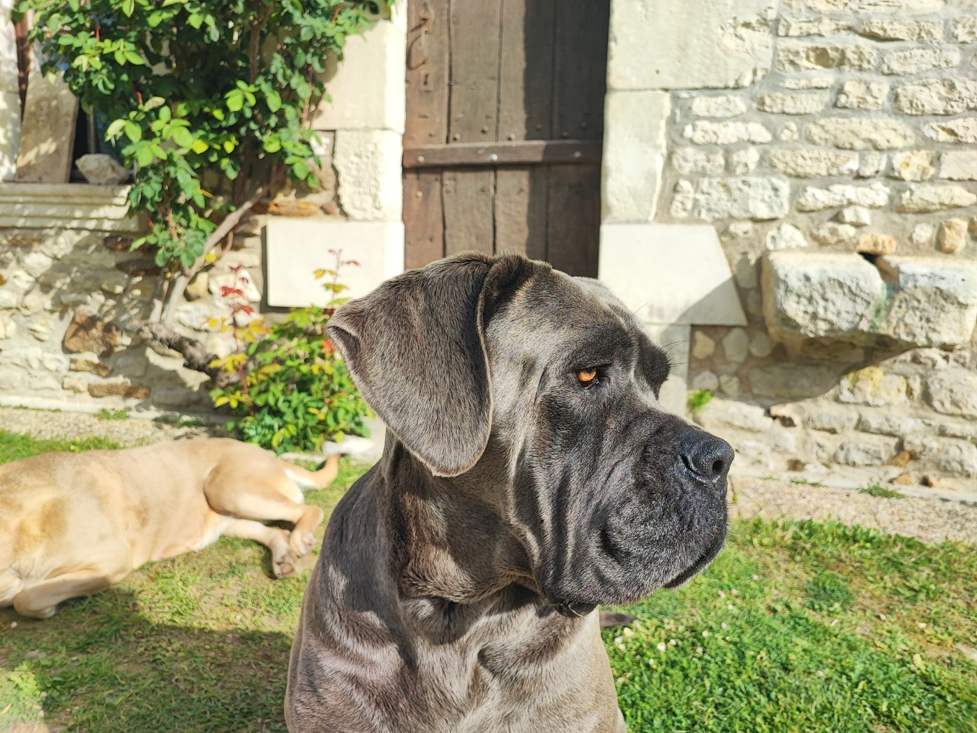 Tina Des Gardiens De Brenne