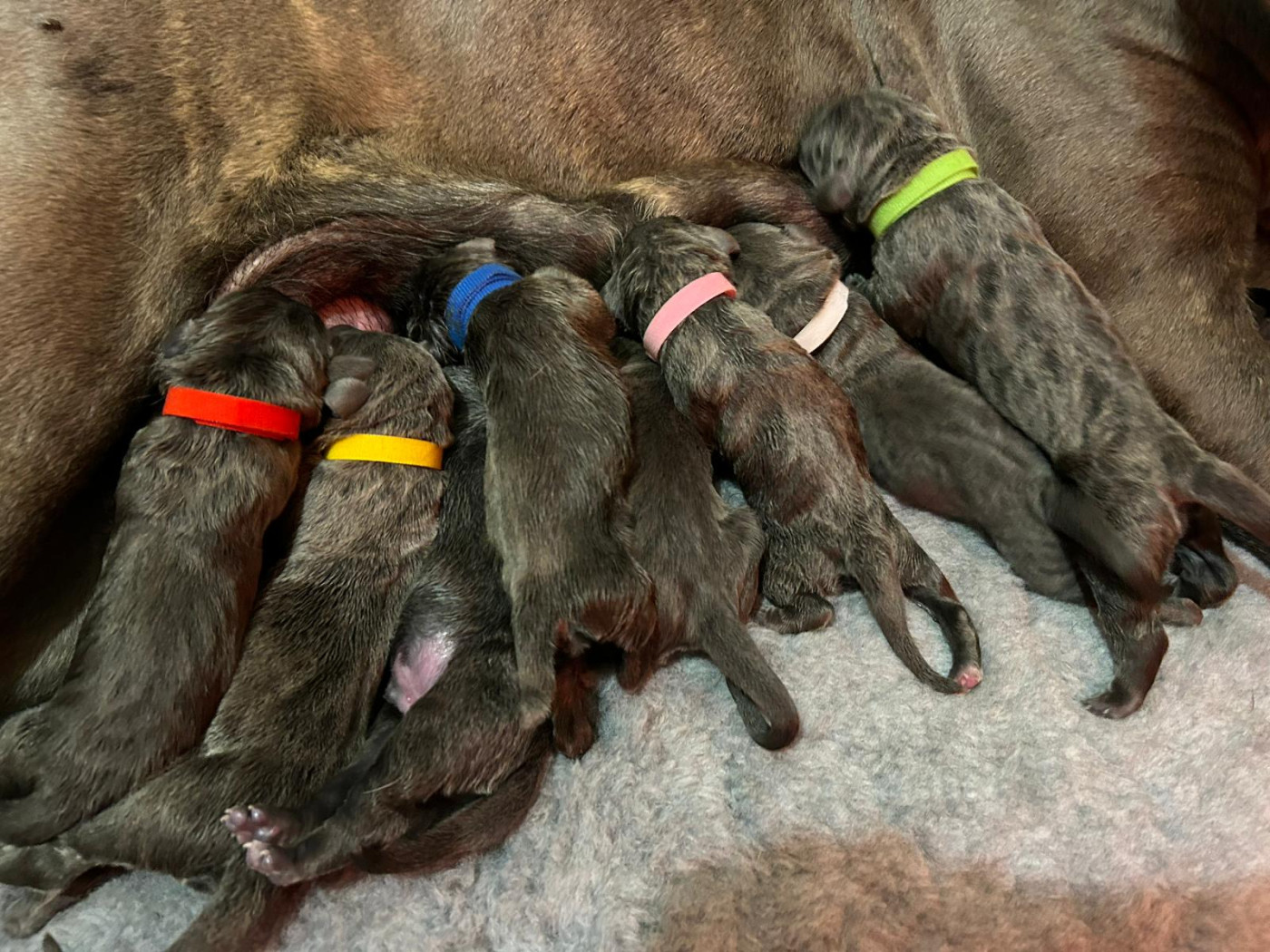 Chiot Cane Corso Des Gardiens De Brenne