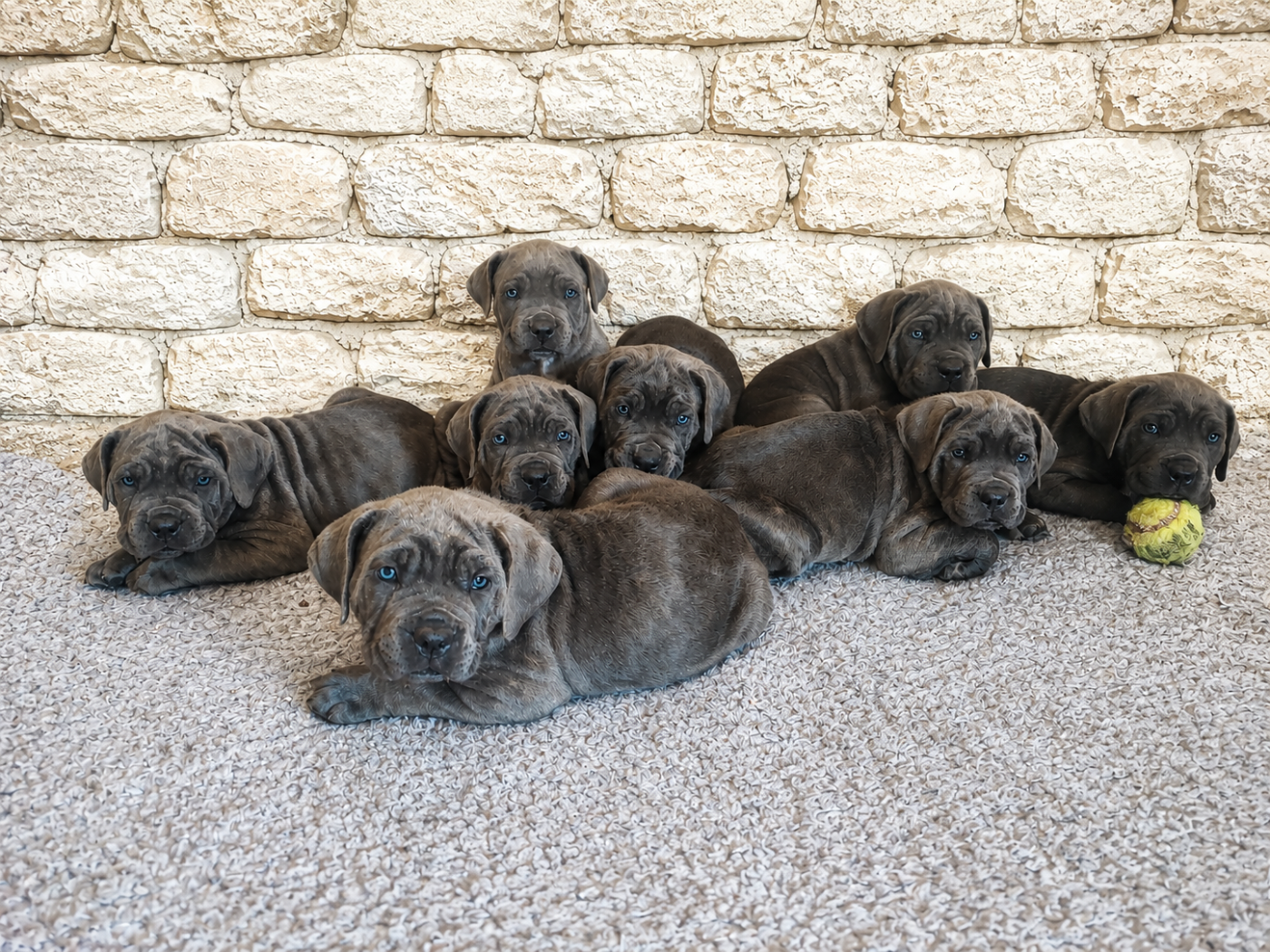 Chiot Cane Corso Des Gardiens De Brenne